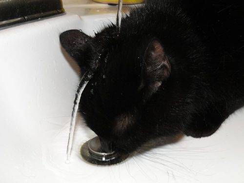 水に濡れたまま水を飲む猫